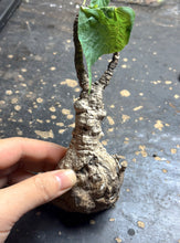 Load image into Gallery viewer, Firmiana colorata
