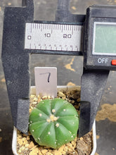 Load image into Gallery viewer, Astrophytum asterias
