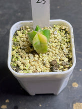 Load image into Gallery viewer, Astrophytum myriostigma variegated
