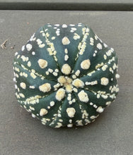 Load image into Gallery viewer, Astrophytum asterias
