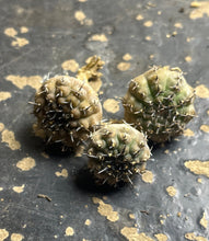 Load image into Gallery viewer, Gymnocalycium bodenbenderianum

