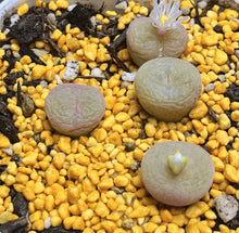 Load image into Gallery viewer, Conophytum concavum
