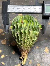 Load image into Gallery viewer, Stenocactus phyllacanthus Variegate
