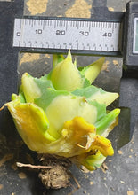 Load image into Gallery viewer, Agave  ‘ohi raijin’ yellow mediopicta variegated
