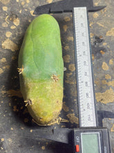 Load image into Gallery viewer, Echinopsis lageniformis f. monstruosa
