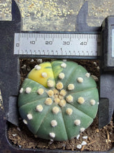 Load image into Gallery viewer, Astrophytum asterias Variegated
