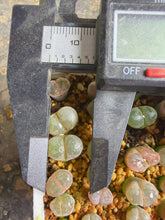 Load image into Gallery viewer, Conophytum khamiesbergense
