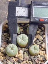 Load image into Gallery viewer, Lophophora peyote( each)
