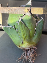 Load image into Gallery viewer, Agave titanota 'Caesar'
