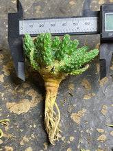 Load image into Gallery viewer, Euphorbia gamkaensis
