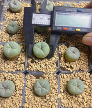 Load image into Gallery viewer, Lophophora peyote
