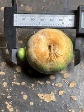 Load image into Gallery viewer, Euphorbia obesa
