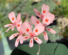 Load image into Gallery viewer, Pelargonium nephrophyllum
