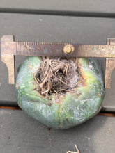 Load image into Gallery viewer, Astrophytum asterias
