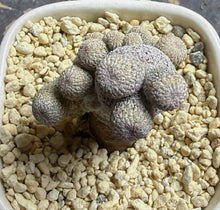 Load image into Gallery viewer, Epithelantha micromeris

