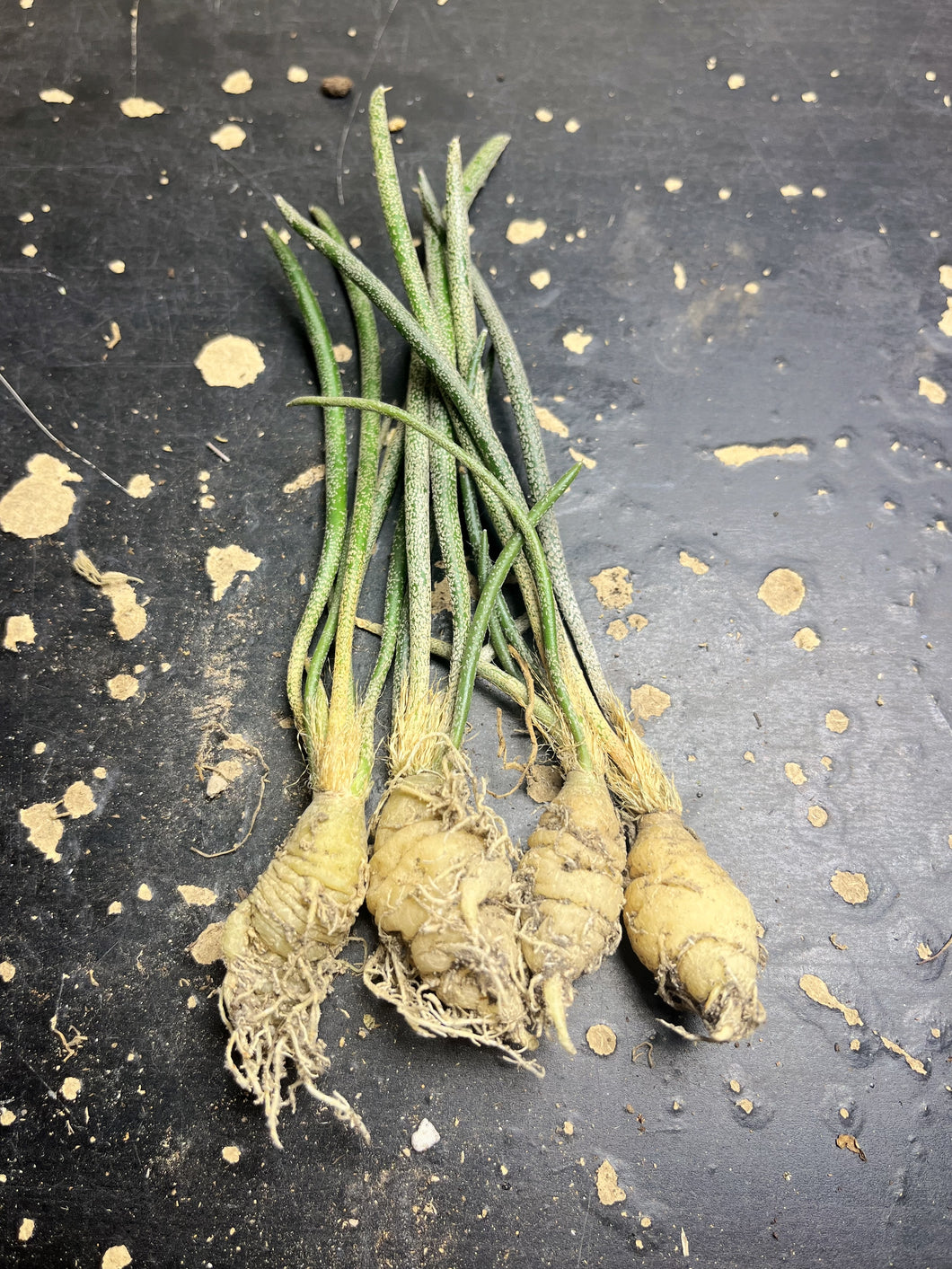 Astrophytum caput-medusae