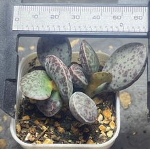 Load image into Gallery viewer, Adromischus
