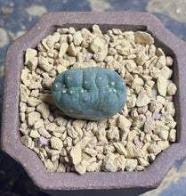 Load image into Gallery viewer, Lophophora peyote crested
