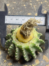 Load image into Gallery viewer, Discocactus horstii
