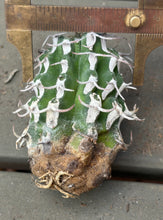 Load image into Gallery viewer, Euphorbia columnaris
