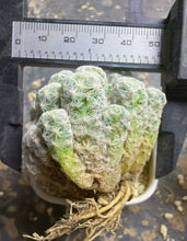 Load image into Gallery viewer, Mammillaria humboldtii
