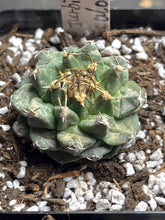 Load image into Gallery viewer, Turbinicarpus alonsoi
