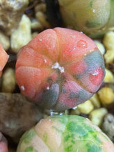 Load image into Gallery viewer, Astrophytum asterias Variegated
