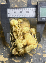 Load image into Gallery viewer, Euphorbia subapoda
