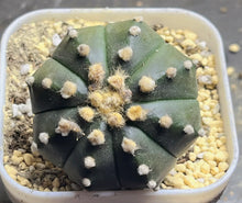 Load image into Gallery viewer, Astrophytum Asterias &#39;Purple&#39;
