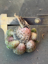 Load image into Gallery viewer, Rebutia heliosa

