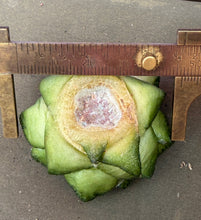 Load image into Gallery viewer, Ariocarpus fissuratus var. hintonii
