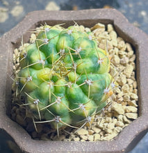 Load image into Gallery viewer, Cactus variegated
