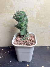 Load image into Gallery viewer, spiral cactus
