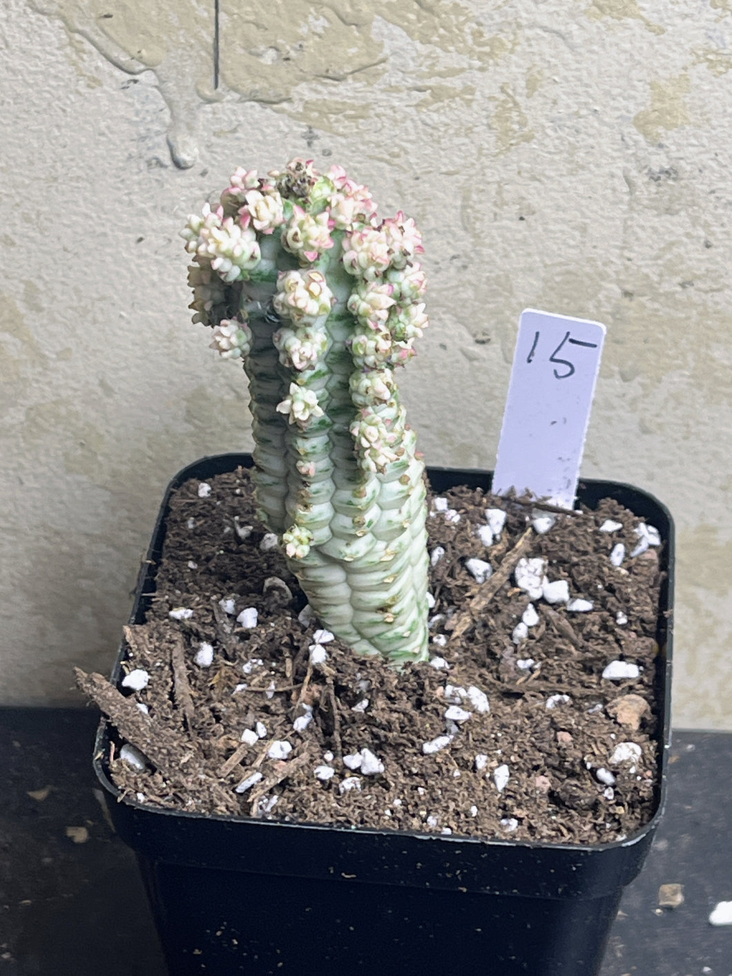 Euphorbia mammillaris
