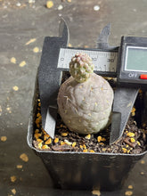 Load image into Gallery viewer, Tephrocactus geometricus
