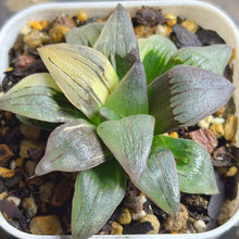 Load image into Gallery viewer, Haworthia mutica var. nigra variegated

