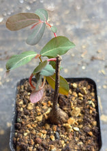 Load image into Gallery viewer, Phyllanthus mirabilis
