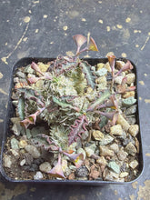 Load image into Gallery viewer, Euphorbia tulearensis
