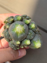 Load image into Gallery viewer, Lophophora Williamsii
