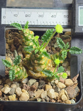 Load image into Gallery viewer, Dorstenia horwoodii
