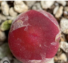 Load image into Gallery viewer, Conophytum Burgeri MRO117
