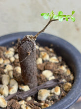 Load image into Gallery viewer, Operculicarya pachypus
