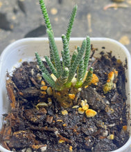 Load image into Gallery viewer, Anacampseros quinaria
