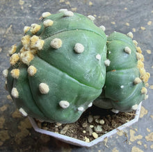 Load image into Gallery viewer, Astrophytum asterias
