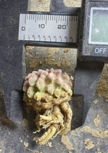 Load image into Gallery viewer, Eriosyce krausii
