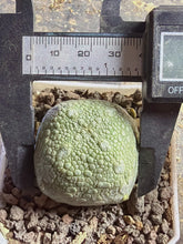 Load image into Gallery viewer, Pseudolithos cubiformis
