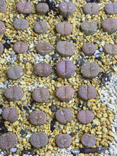 Load image into Gallery viewer, Lithops C217 “Cookie”(5 pcs)
