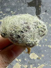 Load image into Gallery viewer, Sulcorebutia
