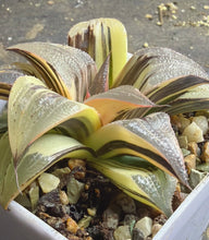 Load image into Gallery viewer, Haworthia variegated
