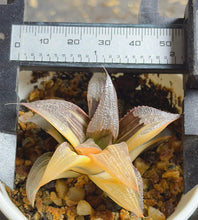 Load image into Gallery viewer, Haworthia variegated
